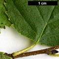 SpeciesSub: var. parvifolia